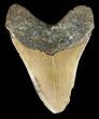 Bargain, Megalodon Tooth - North Carolina #52292-2